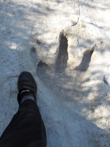 Acrocanthosaurus footprint in Texas with human foot for scale