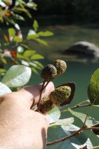 Seaside alder cones in Oklahoma