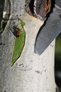 Photosynthetic tree bark