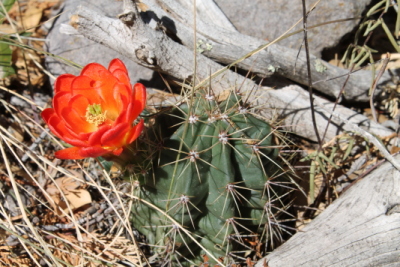 Blooming cactus at Big Bend