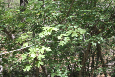 Maples in the desert?