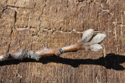 Black oak buds