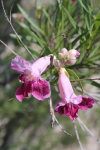 Desert willow, Big Bend