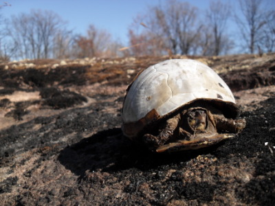 Turtle caught in wildfire