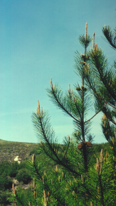 Seven year old bishop pine tree (Pinus muricata)