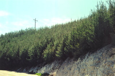 Dense stand of bishop pines