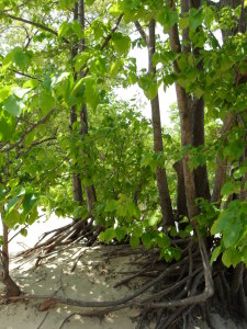 Basswoods in Indiana Dunes