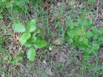 Poison ivy and aromatic sumac