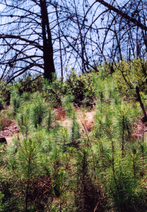 Regrowth of bishop pine seedlings after a fire (Pinus muricata)