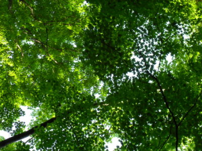 Maple leaves in deciduous forest