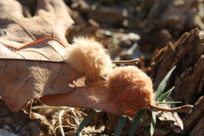 Oak leaf galls