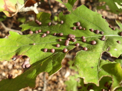 Red oak galls