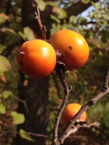 Persimmon fruits